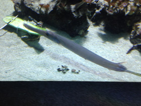 Смотреть фото Китайский флейторыл Фото Китайский флейторыл