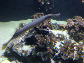 Смотреть фото Китайский флейторыл Фото Китайский флейторыл