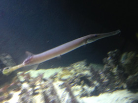 Смотреть фото Китайский флейторыл Фото Китайский флейторыл