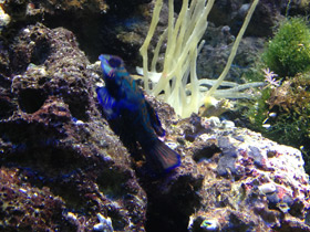 Смотреть фото Мандаринка Фото Мандаринка