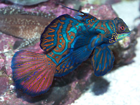 Смотреть фото Мандаринка Фото Мандаринка