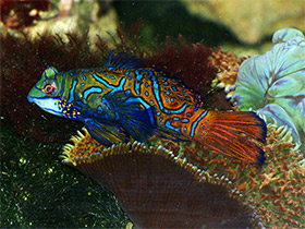 Смотреть фото Мандаринка Фото Мандаринка