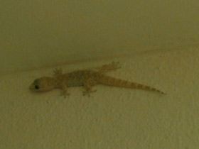 Смотреть фото Средиземноморский геккон Фото Средиземноморский геккон