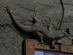 Смотреть фото Пятнистый геккон Фото Пятнистый геккон