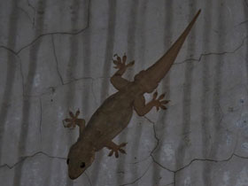 Смотреть фото Пятнистый геккон Фото Пятнистый геккон