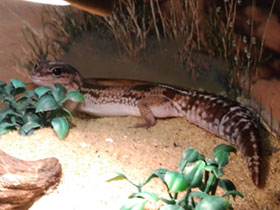 Смотреть фото Африканский толстохвостый геккон Фото Африканский толстохвостый геккон