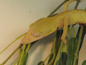 Смотреть фото Плоскохвостый геккон Эбенауи Фото Плоскохвостый геккон Эбенауи