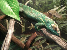 Анолис-рыцарь Анолис-рыцарь