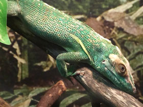 Анолис-рыцарь Анолис-рыцарь