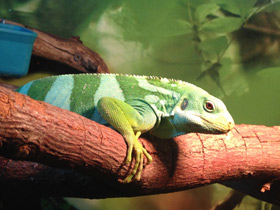 Полосатая фиджийская игуана Полосатая фиджийская игуана