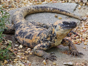 Фото Сан-эстебанская чаквелла