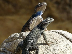 Смотреть фото Колючая игуана Фото Колючая игуана