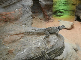 Смотреть фото Синяя колючая игуана Фото Синяя колючая игуана