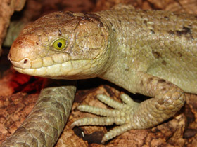 Смотреть фото Гигантский цепкохвостый сцинк Фото Гигантский цепкохвостый сцинк