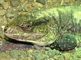 Смотреть фото Жёлтоточечный каллопистес Фото Жёлтоточечный каллопистес