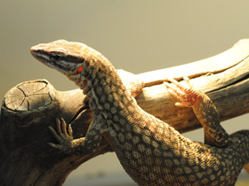 Кольцехвостый варан Кольцехвостый варан