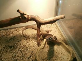 Смотреть фото Кольцехвостый варан Фото Кольцехвостый варан