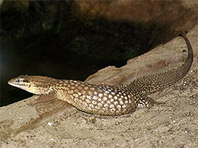 Смотреть фото Кольцехвостый варан Фото Кольцехвостый варан