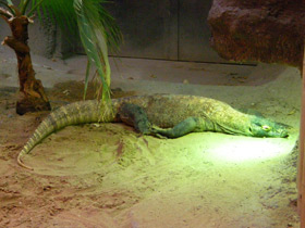 Смотреть фото Комодский варан Фото Комодский варан