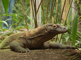 Комодский варан: смышленый и ядовитый Комодский варан: смышленый и ядовитый