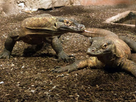 Смотреть фото Комодский варан Фото Комодский варан