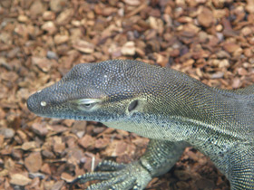 Смотреть фото Варан Мертенса Фото Варан Мертенса