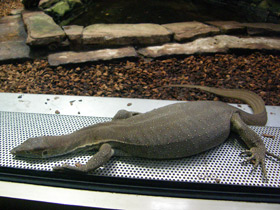 Смотреть фото Варан Мертенса Фото Варан Мертенса