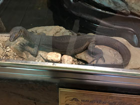 Смотреть фото Варан Мертенса Фото Варан Мертенса