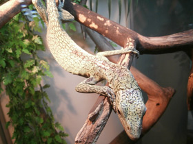 Изумрудный варан Изумрудный варан