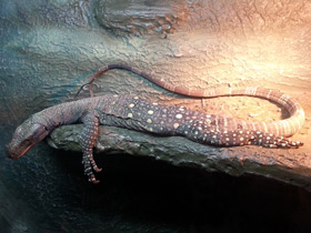 Крокодиловый варан Крокодиловый варан