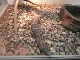 Смотреть фото Водный полосатый варан Фото Водный полосатый варан