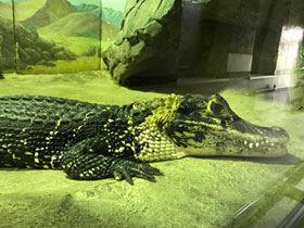 Смотреть фото Чёрный кайман Фото Чёрный кайман