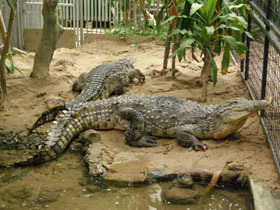 Смотреть фото Нильский крокодил Фото Нильский крокодил