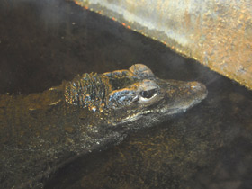 Смотреть фото Тупорылый крокодил Фото Тупорылый крокодил