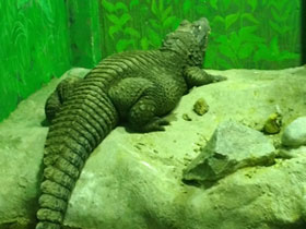 Смотреть фото Тупорылый крокодил Фото Тупорылый крокодил