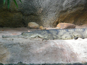 Смотреть фото Гавиал Фото Гавиал