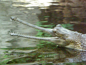 Гавиал Гавиал