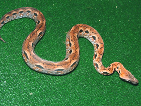 Мадагаскарский удав Мадагаскарский удав