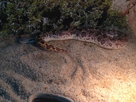 Смотреть фото Пятнистый удавчик Фото Пятнистый удавчик