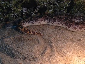 Смотреть фото Пятнистый удавчик Фото Пятнистый удавчик