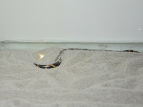 Смотреть фото Африканский удавчик Фото Африканский удавчик