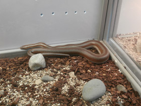 Фото Розовополосый удав