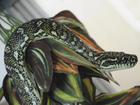 Бриллиантовый питон Бриллиантовый питон