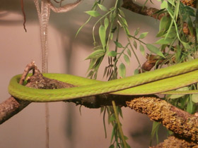 Смотреть фото Плетевидная змея Фото Плетевидная змея