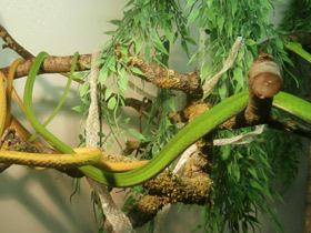 Смотреть фото Плетевидная змея Фото Плетевидная змея