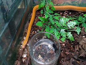 Смотреть фото Африканская домовая змея Фото Африканская домовая змея