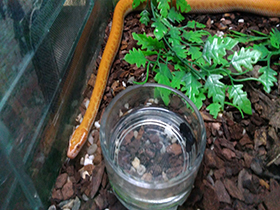 Смотреть фото Африканская домовая змея Фото Африканская домовая змея