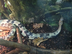 Смотреть фото Бразильский капюшонный уж Фото Бразильский капюшонный уж