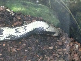Смотреть фото Бразильский капюшонный уж Фото Бразильский капюшонный уж