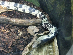 Смотреть фото Бразильский капюшонный уж Фото Бразильский капюшонный уж